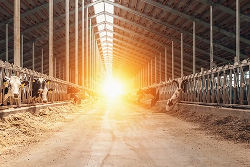 Dairy sheds