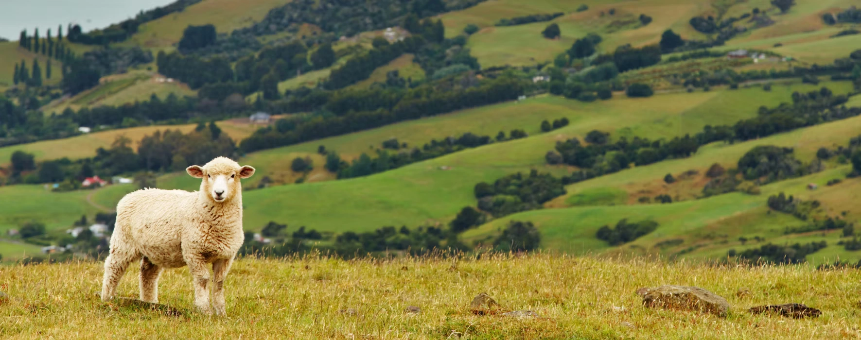 Southland Shed Excellence with SINCS Construction and Sheds Direct